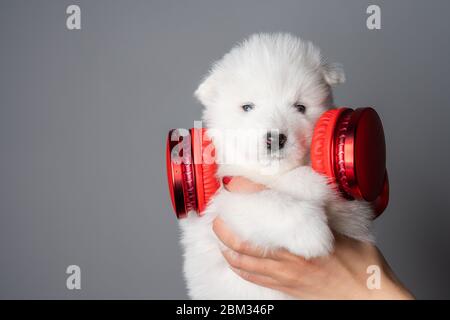 Les mains des femmes maintiennent le chiot samoyed avec un casque rouge sans fil et regardent la caméra, isolée sur un mur gris Banque D'Images