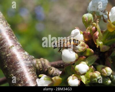 Hoverfly, Helophilus pendulus, se nourrissant de cerisiers en fleurs. Banque D'Images