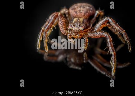 L'araignée commune de crabe sur fond noir ( Xysticus cristatus )- macro, gros plan - design artistique Banque D'Images