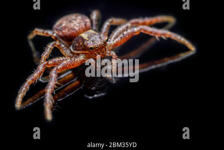 L'araignée commune de crabe sur fond noir ( Xysticus cristatus )- macro, gros plan - design artistique Banque D'Images