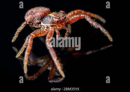 L'araignée commune de crabe sur fond noir ( Xysticus cristatus )- macro, gros plan - design artistique Banque D'Images