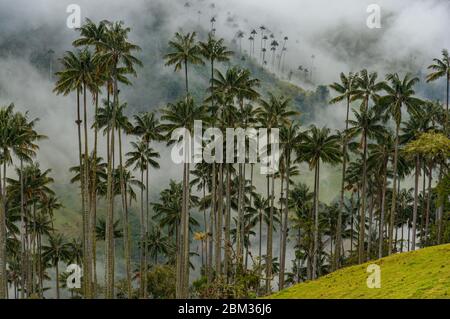 Cires palmiers dans la vallée de Cocora Colombie Salento forêt nuageuse grande misty Banque D'Images