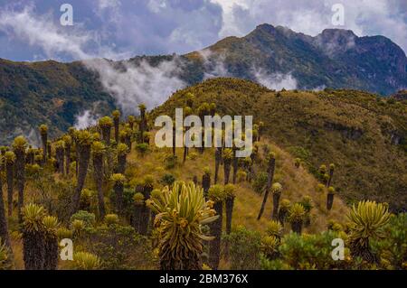 Framejones Paramo dans le parc national de Los Nevados en Colombie Amérique du Sud végétation de montagne au-dessus de la ligne d'arbre Banque D'Images