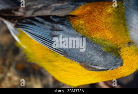 Patagonian Sierra Finch, couleur des ailes rapprochées Banque D'Images