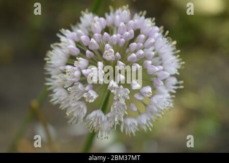 Allium polyanthum oignons inflorescence ayant des graines. Accent sélectif sur la fleur d'oignon en fleurs avec fond de bokeh nature. Vue rapprochée du bloom Banque D'Images