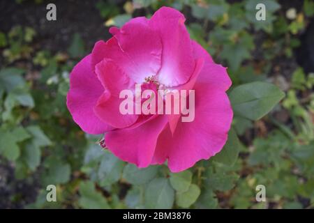 Roses multicolores avec une combinaison étonnante. Rose gros plan avec des couleurs changeantes Banque D'Images