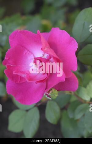 Roses multicolores avec une combinaison étonnante. Rose gros plan avec des couleurs changeantes Banque D'Images