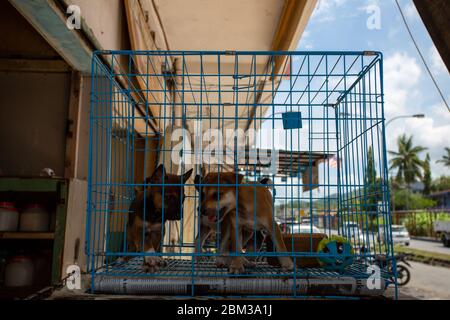 Tuaran, Malaisie, 6 mai 2020 - chien à vendre dans la boutique pour animaux Banque D'Images