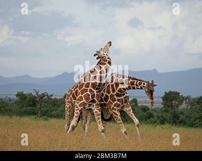 Deux vieux girafes réticulés (Giraffa camelopadis reticulata) se battent pour le droit de s'accoupler avec des femelles -OL Pejeta Conservancy,Laikipia,Kenya, Afrique Banque D'Images