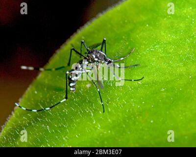 Tigre moustique, Aedes albopictus sur une feuille Banque D'Images