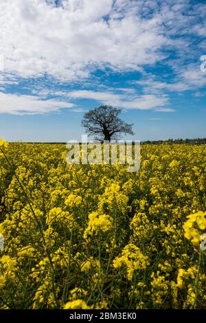 Arbre solitaire dans un champ avec des fleurs jaunes, un ciel bleu et des nuages blancs. Banque D'Images