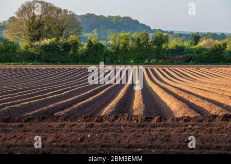 Champ fraîchement labouré au soleil du soir. Banque D'Images