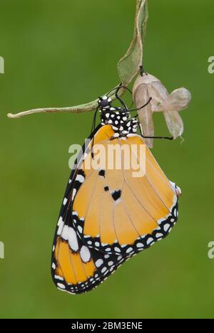 Un papillon est né, papillon tigre Uni, Danaus chrysippus Banque D'Images