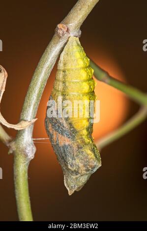 Pupa de papillon à queue d'aronde Banque D'Images