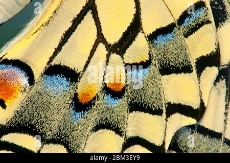 Swallowtail butterfly wing, close-up Banque D'Images