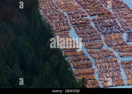 Bois de bûche flottant sur l'eau à côté de la forêt à Squamish Canada Banque D'Images
