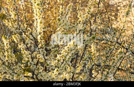 Arrière-plan plein d'arbres en fleurs. Prunes et autres. Concept de ressort Banque D'Images
