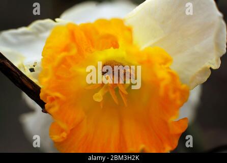 le charançon de la pomme de coléoptère à l'intérieur d'une fleur ouverte, photo macro Banque D'Images