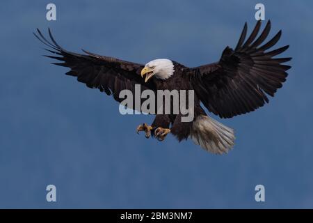 Un aigle à tête blanche arrive pour un atterrissage à Haines, en Alaska, montrant une belle envergure de 7 pieds et de puissantes jambes et talons. Banque D'Images