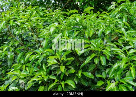 Mastic factice alias mastic jaune (Sideroxylon foetidissimum) - Davie, Floride, Etats-Unis Banque D'Images