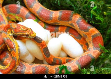 Couleuvre de maïs (Pantherophis guttatus), femelle avec des œufs récemment pondus, captive, originaire de l'est des États-Unis Banque D'Images