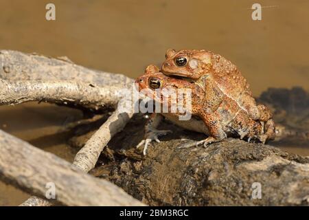 Crapaud américain (Anaxyrus americanus), paire dans l'amplexus, Maryland Banque D'Images