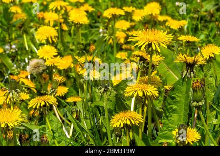 Beaucoup de pissenlit à fleurs (en latin: Taraxacum officinale) sur la prairie au début de mai, gros plan Banque D'Images