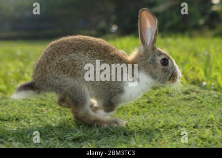 Petit lapin blanc brun jouant dans le champ vert le jour ensoleillé. Banque D'Images