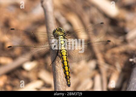 Gros plan d'un insecte du type Trithemis aurora, le marais cramoisi qui glisse sur fond flou. Dragon-mouche jaune Banque D'Images