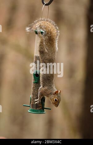 Écureuil gris de l'est (Sciurus carolinensis), se nourrissant d'oiseaux, Maryland Banque D'Images