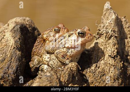 Crapaud américain (Anaxyrus americanus), paire dans l'amplexus, Maryland Banque D'Images