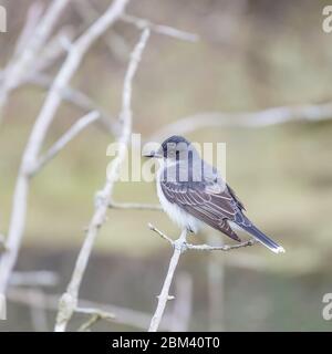 Oiseau de l'est (Tyrannus tyrannus) assis sur une branche d'arbre. Oak Harbor. Réserve d'animaux de Magee Marsh. Ohio. ÉTATS-UNIS Banque D'Images