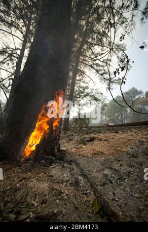 Comté de Bastrop Texas États-Unis, 6 septembre 2011: Un feu de forêt fait rage en grande partie non contenu à travers les pins à encens du Texas autour de Bastrop malgré deux jours d'efforts par les pompiers du Texas. Des centaines de maisons et d'autres structures ont brûlé sur le sentier pour une superficie totale de plus de 25 000 acres. ©Bob Daemmrich Banque D'Images