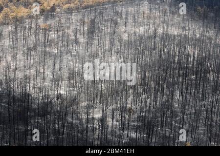 Comté de Bastrop, États-Unis, 16 septembre 2011 : dommages aériens d'incendie où des incendies de forêt ont brûlé 38 000 acres et plus de 1 500 maisons avec deux décès signalés. Les arbres du parc national de Bastrop ont été les plus durement touchés, plus de 95 % de la superficie du parc ayant été noircie ou détruite. ©Bob Daemmrich Banque D'Images