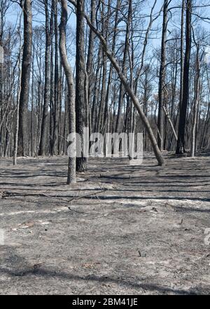 Bastrop Texas USA, septembre 2011 : zones du parc national de Bastrop endommagées par des feux de forêt massifs qui ont balayé la zone début septembre. ©Marjorie Kamys Cotera/Daemmrich Photographie Banque D'Images