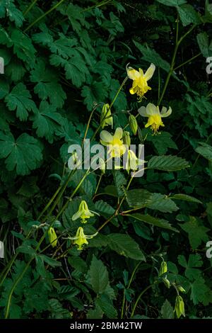 4864 Bright Yellow Columbine (Aquilegia chrysantha) se démarquent contre le feuillage vert luxuriant le long de la piste Highline au parc national Glacier - Monta Banque D'Images