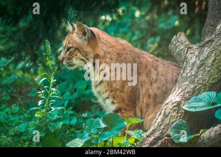 Bobcat assis dans la partie boisée d'une enceinte Banque D'Images