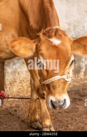 Yooung visage de vache, attaché avec la corde debout dans la cale. Banque D'Images