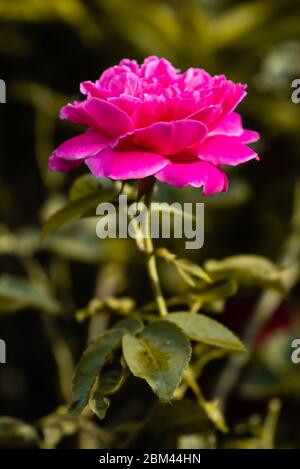 Jardin Rose floraison dans la lumière du soleil tôt Banque D'Images