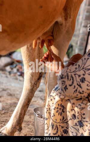 Femme qui traite une vache à la main. Traite d'une vache. Banque D'Images