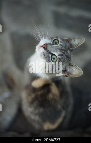 Joli Chat Gris Cendre Se Detendre Sur Le Sol En Pierre A L Exterieur Photo Stock Alamy