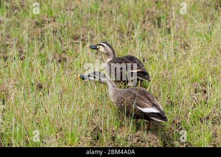 Une paire de canards indiens à bec direct (Anas poecilorhyncha), ville d'Isehara, préfecture de Kanagawa, Japon Banque D'Images