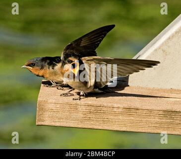 Deux mouflements colorés de bienvenue Swallow, Hirundo neoxena, l'un avec ailes étendues et le billet ouvert pour la nourriture sur fond de lac Banque D'Images