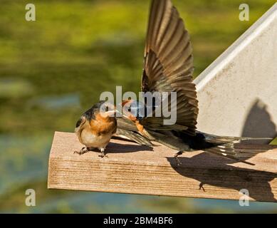 Bienvenue Swallow naissant, Hirundo neoxena, en attente patiemment comme parent, en vol, arrive pour le nourrir, sur fond vert en Australie Banque D'Images