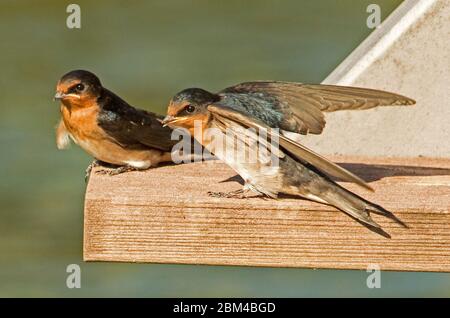 Deux envol colorés de bienvenue Swallow, Hirundo neoxena, dont l'une avec ailes étendues et projet de loi ouvert, sur fond vert du lac en Australie Banque D'Images