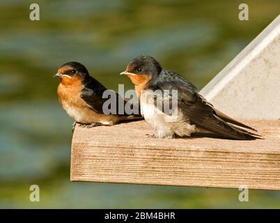 Deux fleurs colorées de Swallow, Hirundo neoxena, sur une poutre de pont en bois, sur fond vert du lac en Australie Banque D'Images