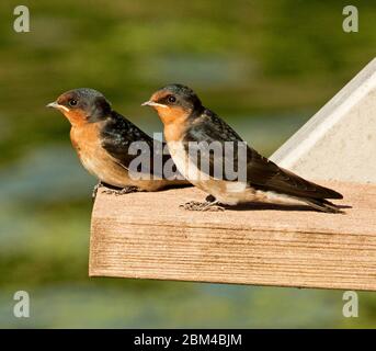 Deux fleurs colorées de Swallow, Hirundo neoxena, sur une poutre de pont en bois, sur fond vert du lac en Australie Banque D'Images