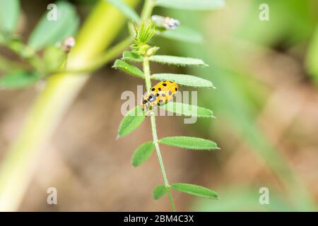 Coccinelle à treize endroits (Hippodamia tredecimpunctata), ville d'Isehara, préfecture de Kanagawa, Japon Banque D'Images