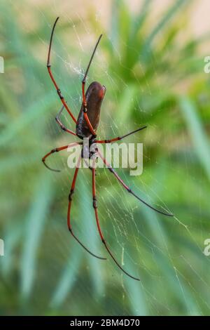 Araignée en bois noir - Nephila kuhlii, belle grande araignée sur le web des forêts et des forêts d'Asie du Sud-est, Malaisie. Banque D'Images