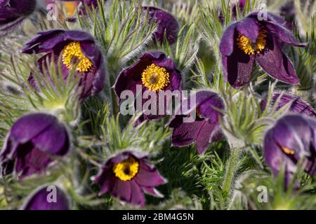 Pasqueflower Pulsatilla cf. Vulgaris Banque D'Images